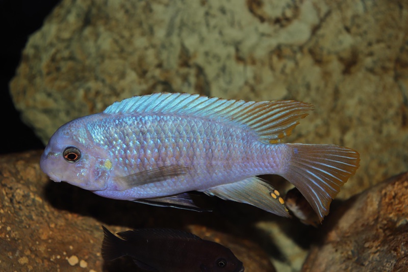Labeotropheus fuelleborni 'Chimwalani Reef'
